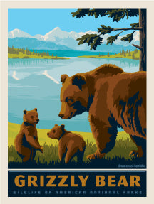 Grizzly Bear – National Parks Wildlife *COMING SOON*