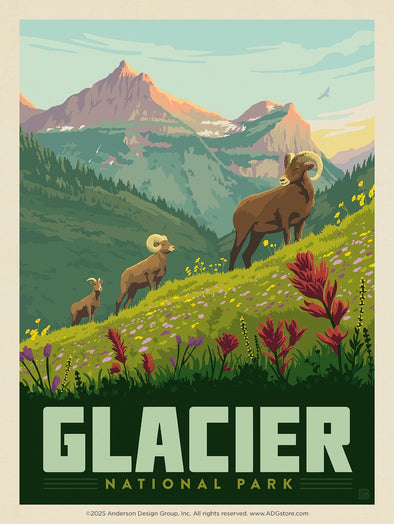 Bighorn Sheep – Glacier National Park *COMING SOON*