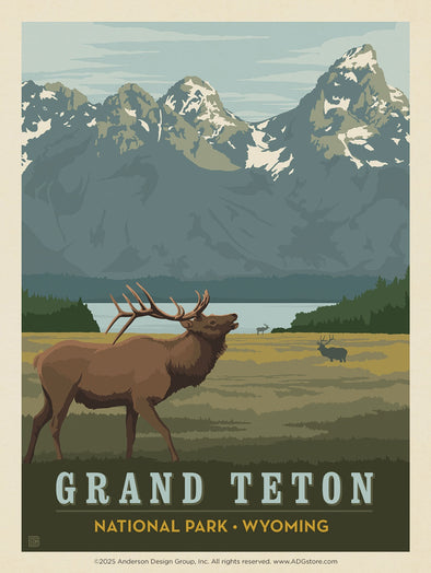 Elk – Grand Teton National Park *COMING SOON*