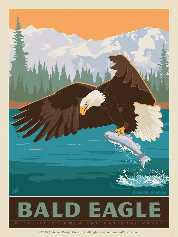 Bald Eagle – National Parks Wildlife *COMING SOON*
