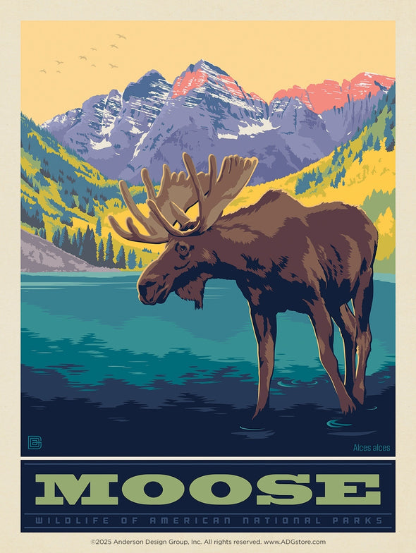 Moose – National Parks Wildlife *COMING SOON*